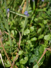 Hesperocodon hederaceus