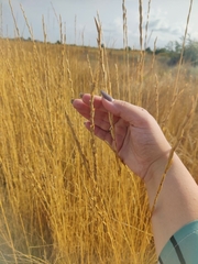 Thinopyrum intermedium