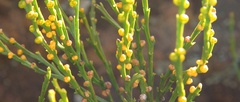 Psilotum nudum