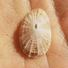 Diodora graeca