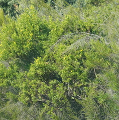Osteospermum moniliferum