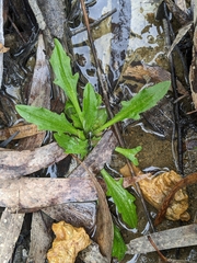 Plantago debilis