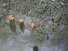 Parasteatoda tepidariorum