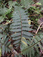 Polystichum silvaticum