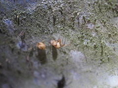 Parasteatoda tepidariorum