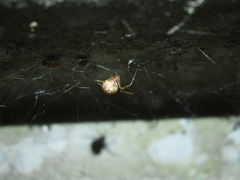Parasteatoda tepidariorum
