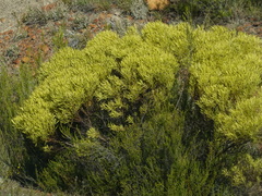Leucadendron salignum