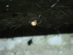 Parasteatoda tepidariorum