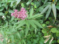Eupatorium glehnii