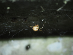 Parasteatoda tepidariorum