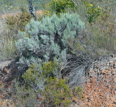 Dicerothamnus rhinocerotis