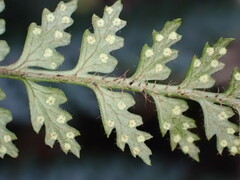 Polystichum silvaticum