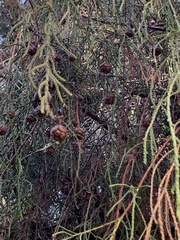 Cupressus macrocarpa