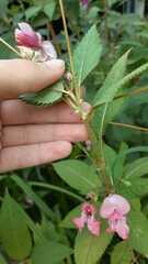 Impatiens glandulifera