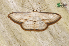 Scopula ferrilineata