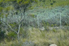 Dicerothamnus rhinocerotis