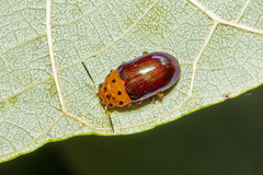Platymela sticticollis