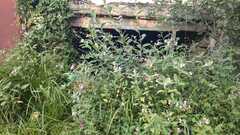 Impatiens glandulifera