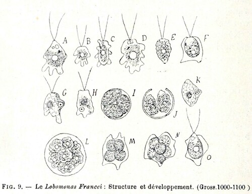 Lobomonas