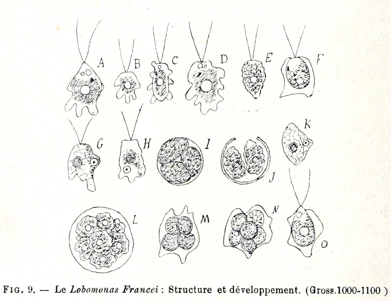 Lobomonas