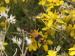 Chauliognathus fasciatus