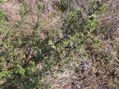 Aspalathus cordata