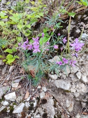 Chamaenerion dodonaei