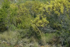 Leucadendron salignum
