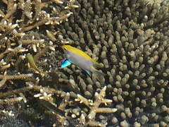 Neoglyphidodon melas