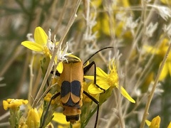 Chauliognathus fasciatus