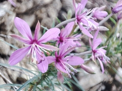Chamaenerion dodonaei