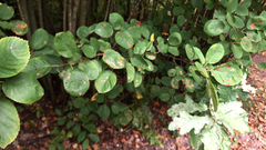 Amelanchier spicata