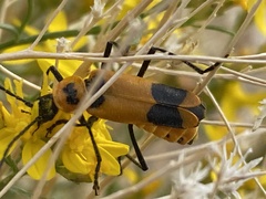 Chauliognathus fasciatus