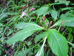 Impatiens devolii