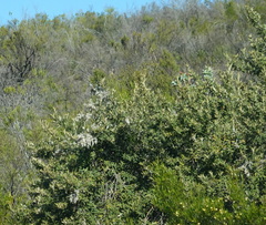 Tarchonanthus littoralis