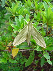 Cechetra subangustata