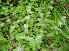 Clinopodium chinense