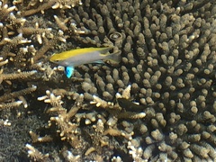 Neoglyphidodon melas