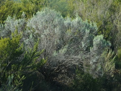 Dicerothamnus rhinocerotis