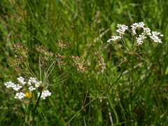 Trocdaris verticillatum