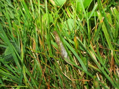 Deroceras reticulatum