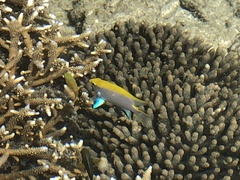 Neoglyphidodon melas