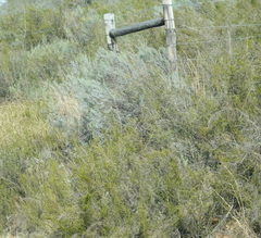 Dicerothamnus rhinocerotis