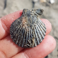 Aequipecten opercularis