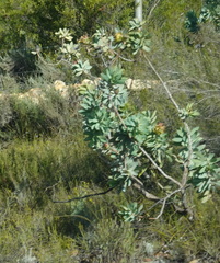 Protea nitida