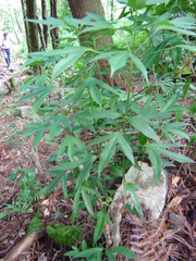 Dendropanax dentiger