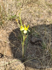 Moraea pallida