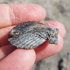 Aequipecten opercularis