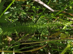 Trocdaris verticillatum