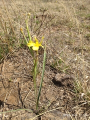 Moraea pallida